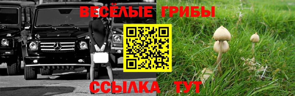 Псилоцибиновые грибы Psilocybine cubensis Кострома